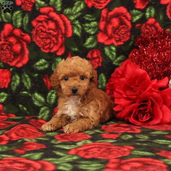 Sophie, Miniature Poodle Puppy